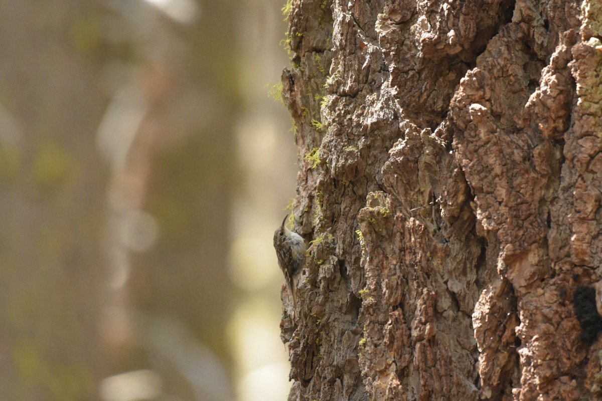 Brown Creeper - ML587778441