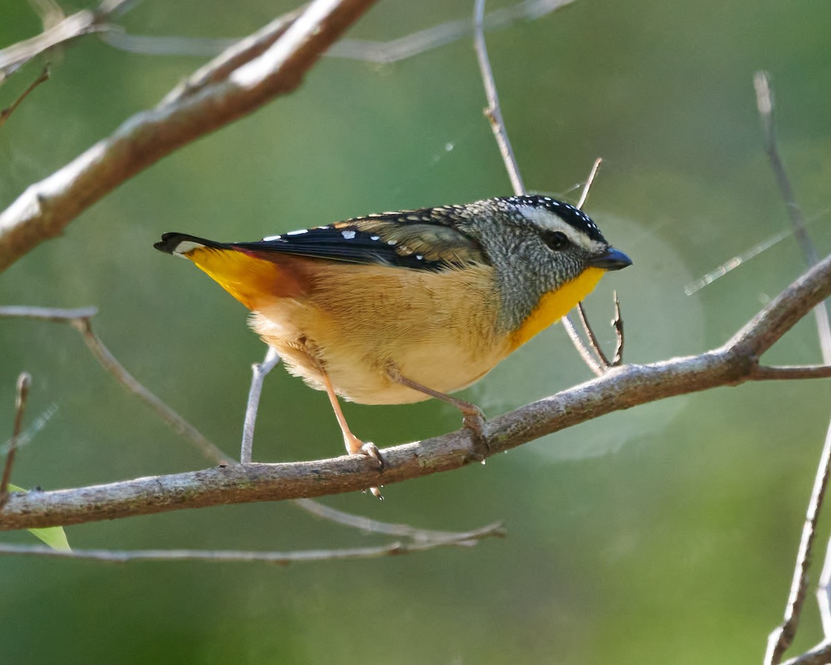 Spotted Pardalote - ML587779371