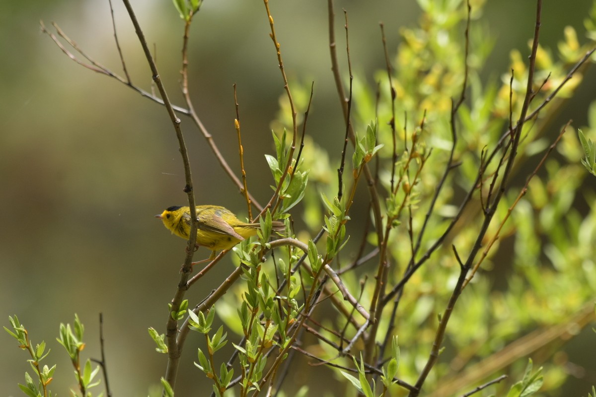 Wilson's Warbler - ML587779761