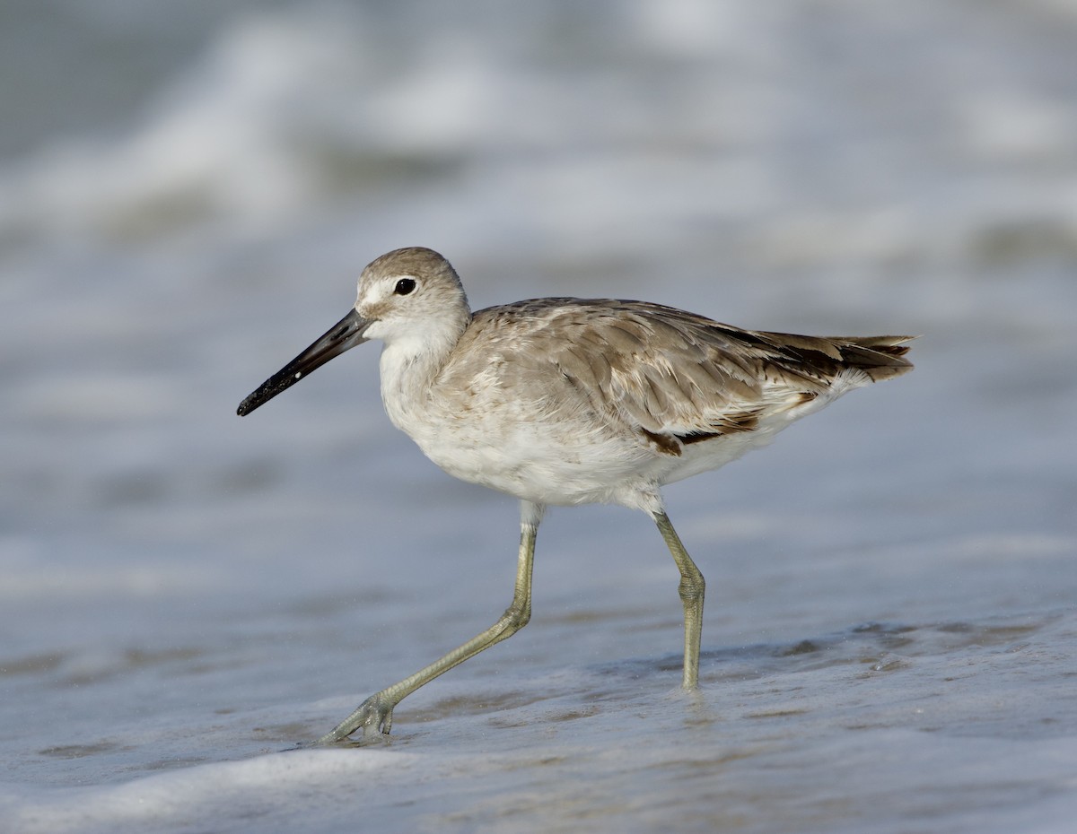 Willet - ML587780101