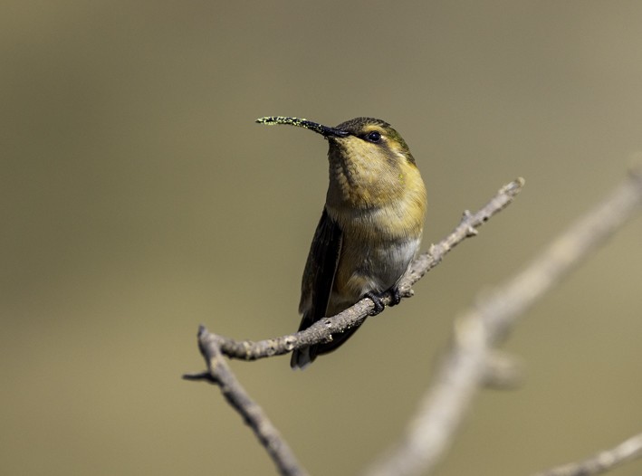 Lucifer Hummingbird - ML587780991