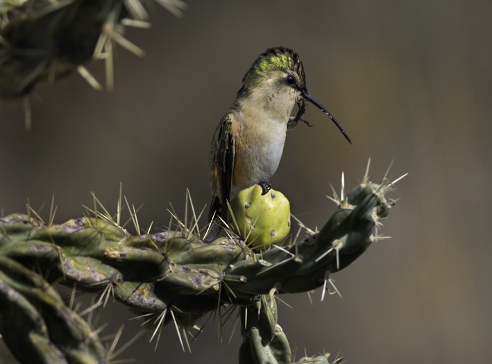 Lucifer Hummingbird - ML587781001