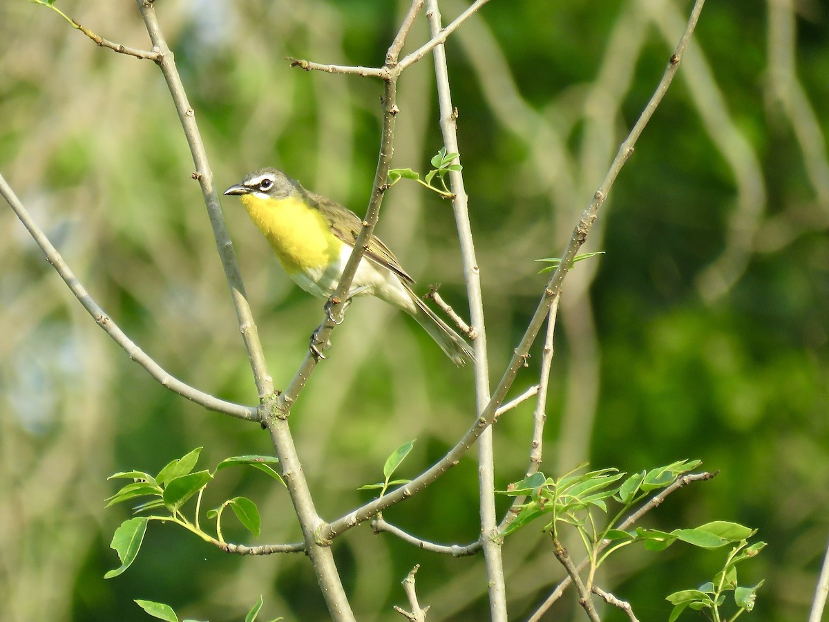 Yellow-breasted Chat - ML587781201