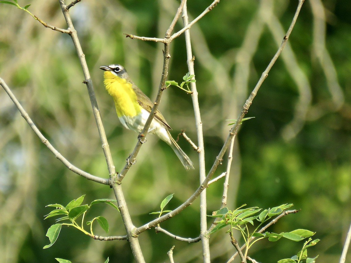 Yellow-breasted Chat - ML587781211