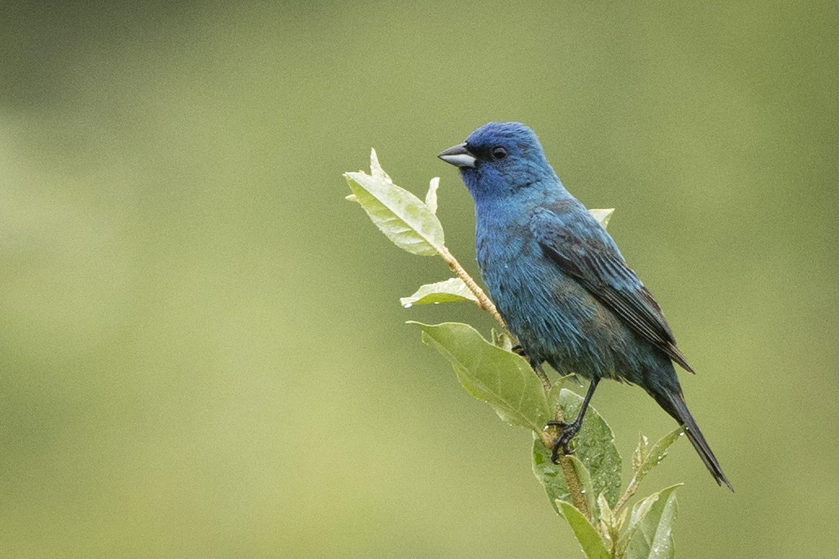 Indigo Bunting - ML587782521