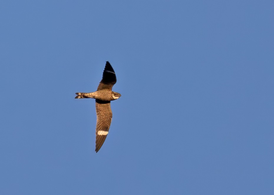 Common Nighthawk - Sue&Gary Milks