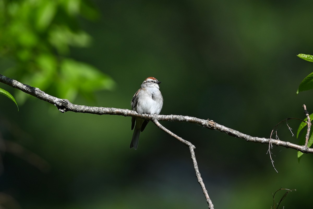 Chipping Sparrow - ML587783031