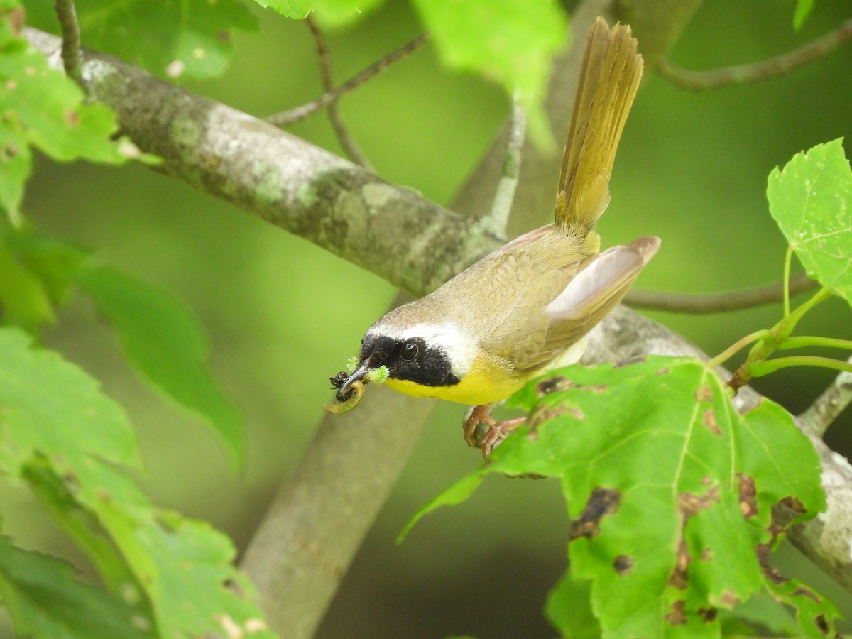 Common Yellowthroat - ML587783321