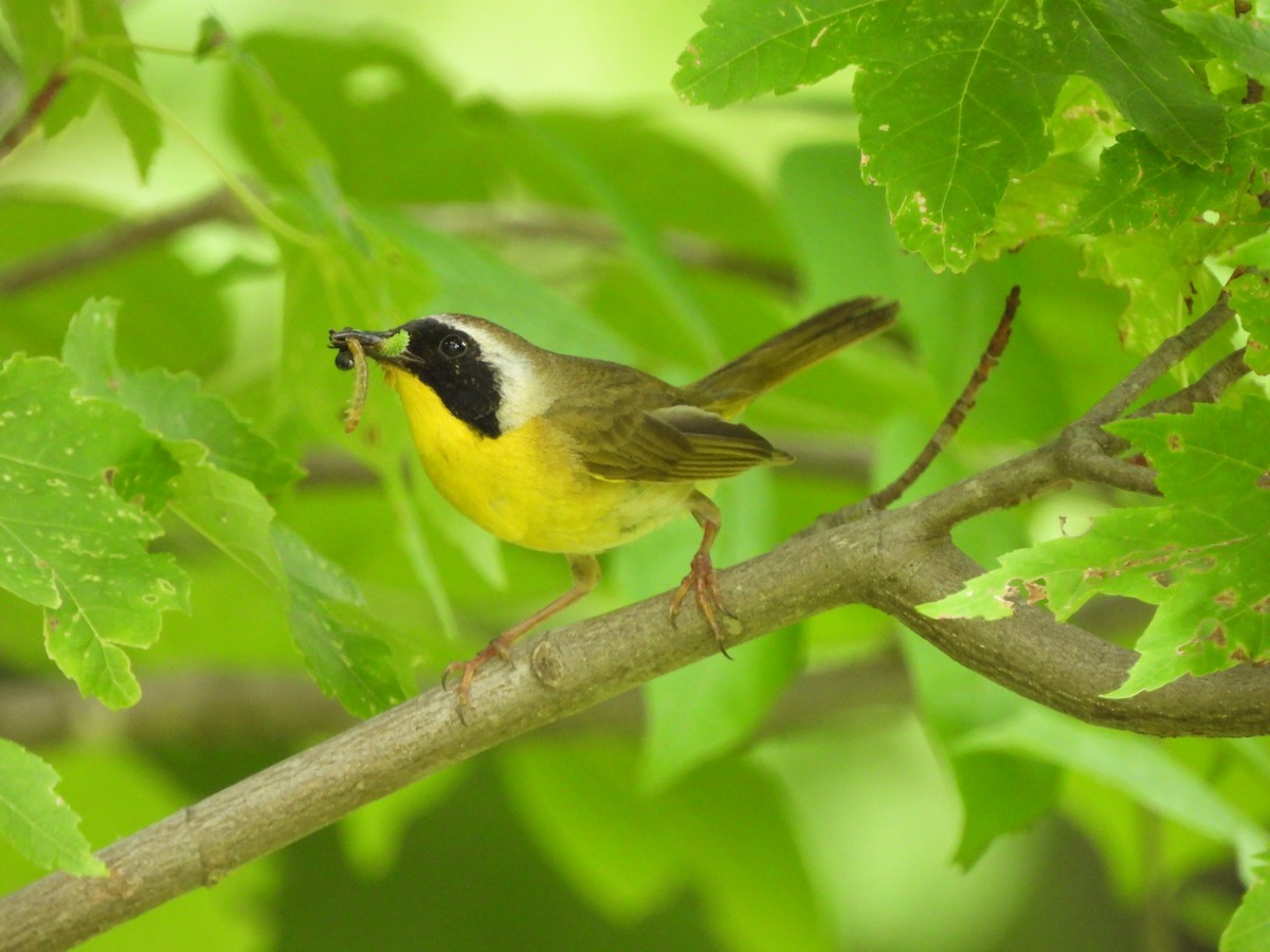 Common Yellowthroat - ML587783331