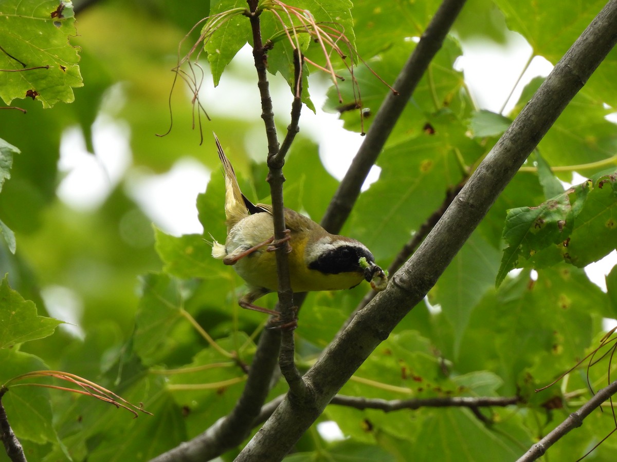 Weidengelbkehlchen - ML587783341