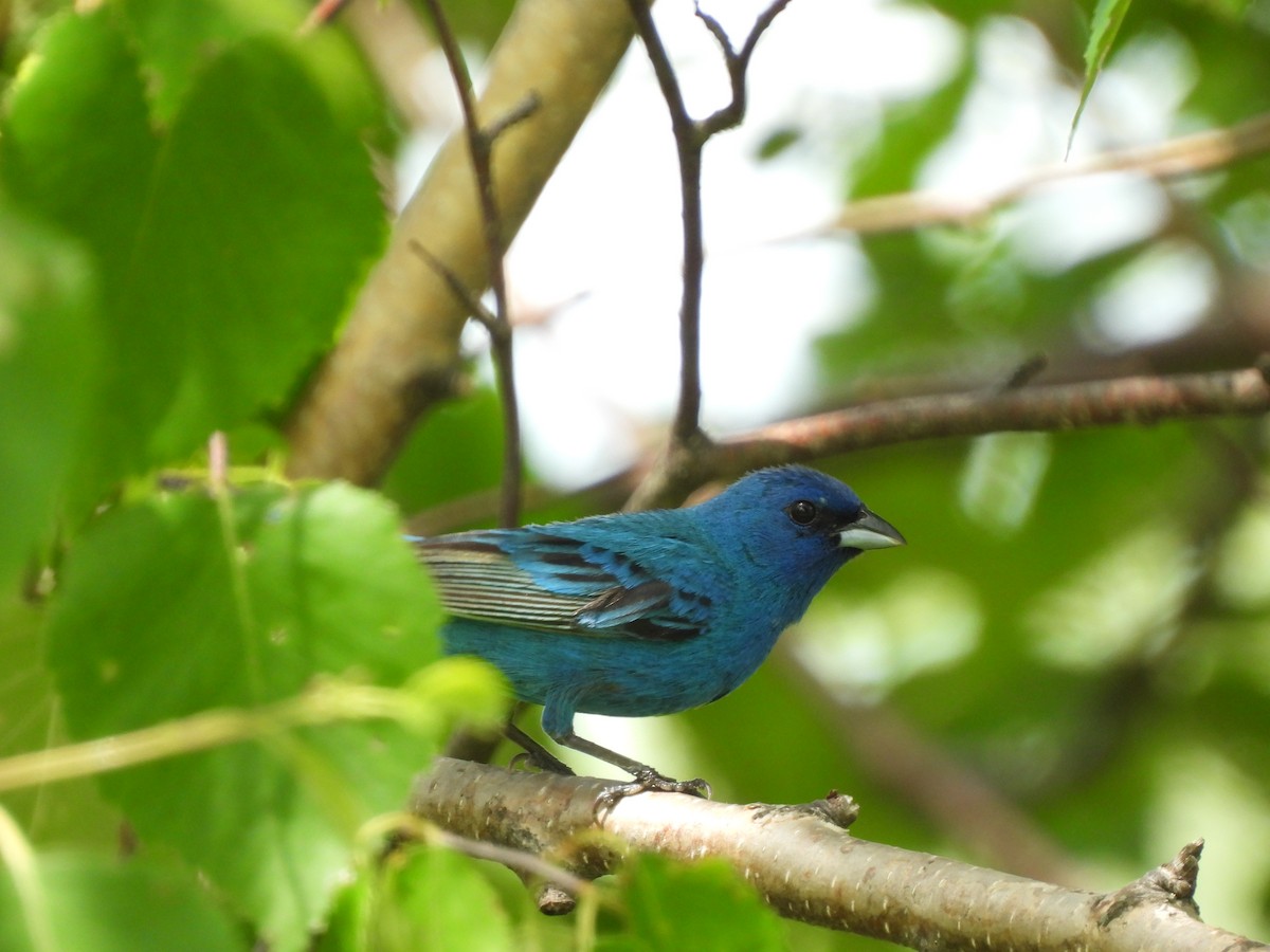 Indigo Bunting - ML587783441