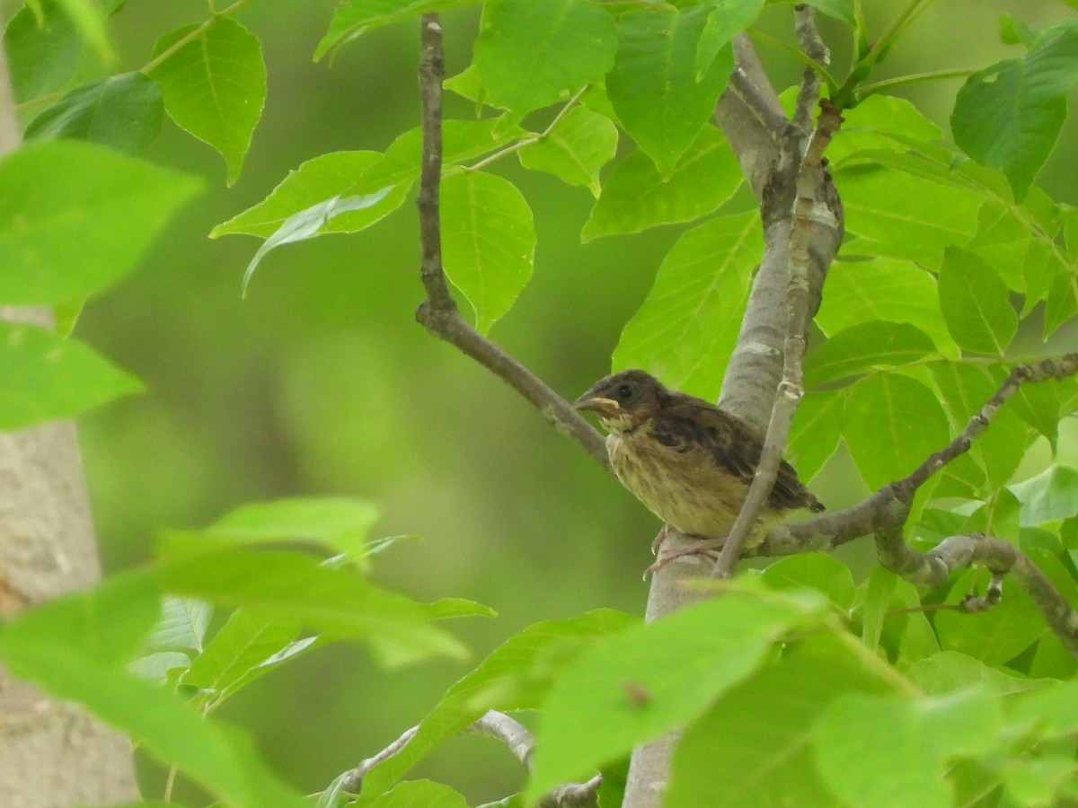 Indigo Bunting - ML587783451