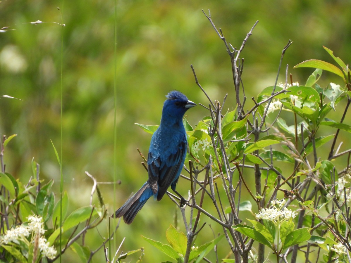 Indigo Bunting - ML587783461