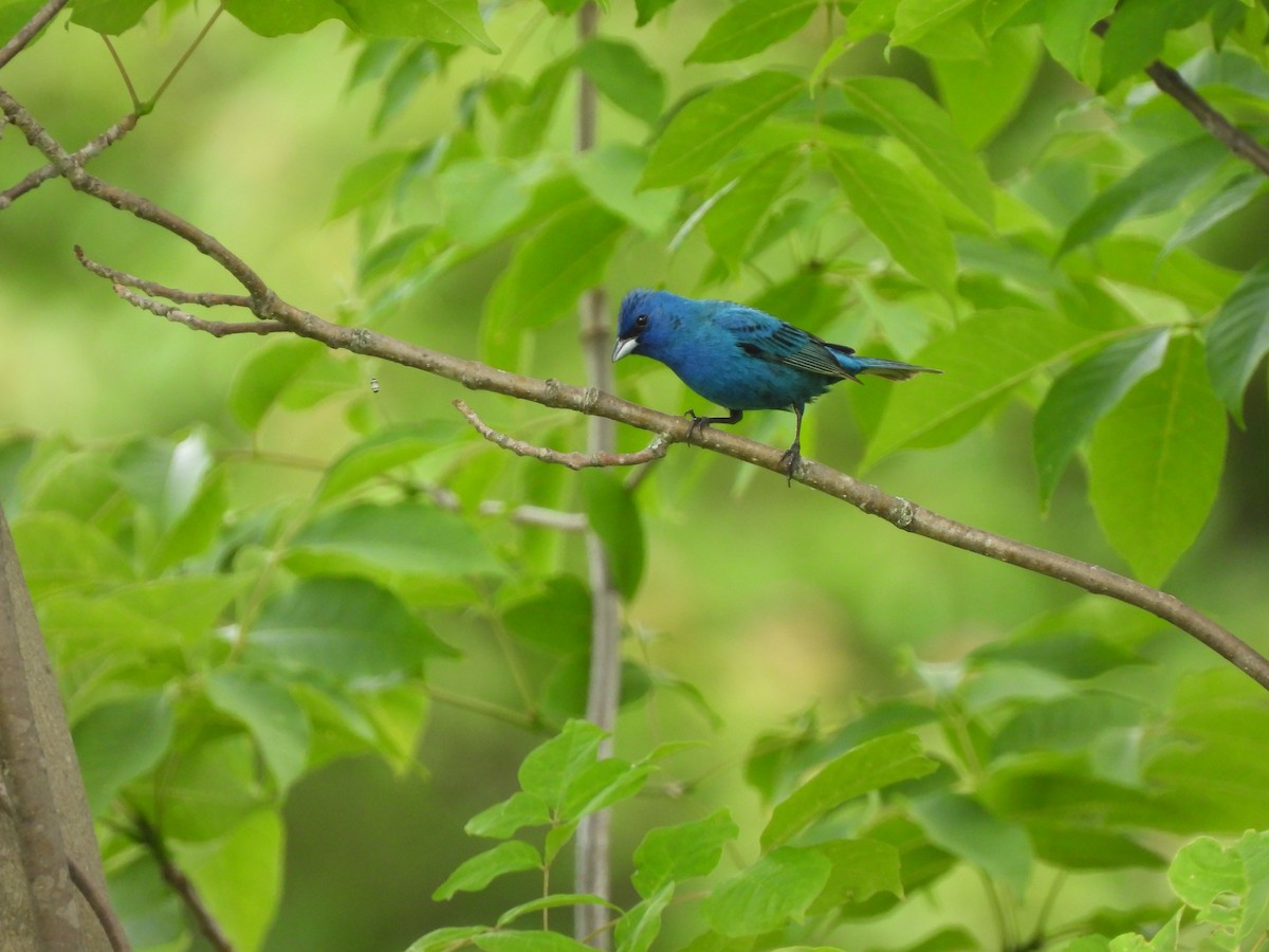 Indigo Bunting - ML587783481