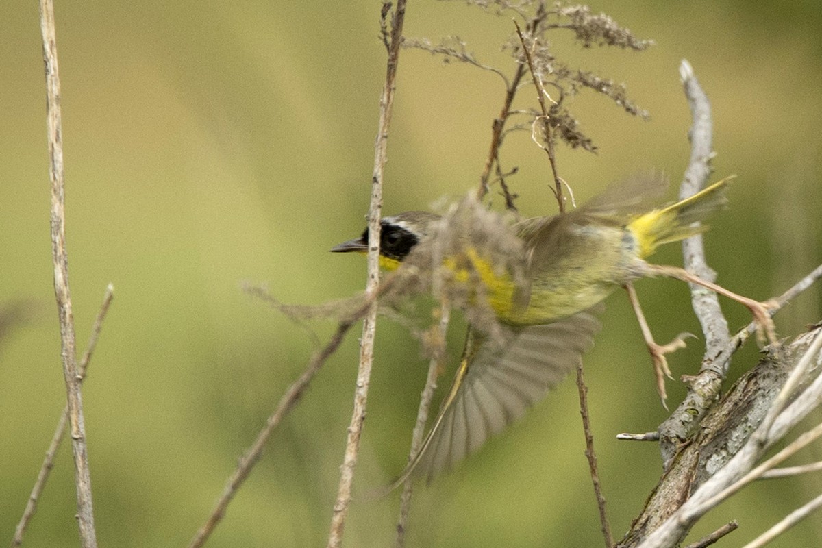 Common Yellowthroat - ML587783581