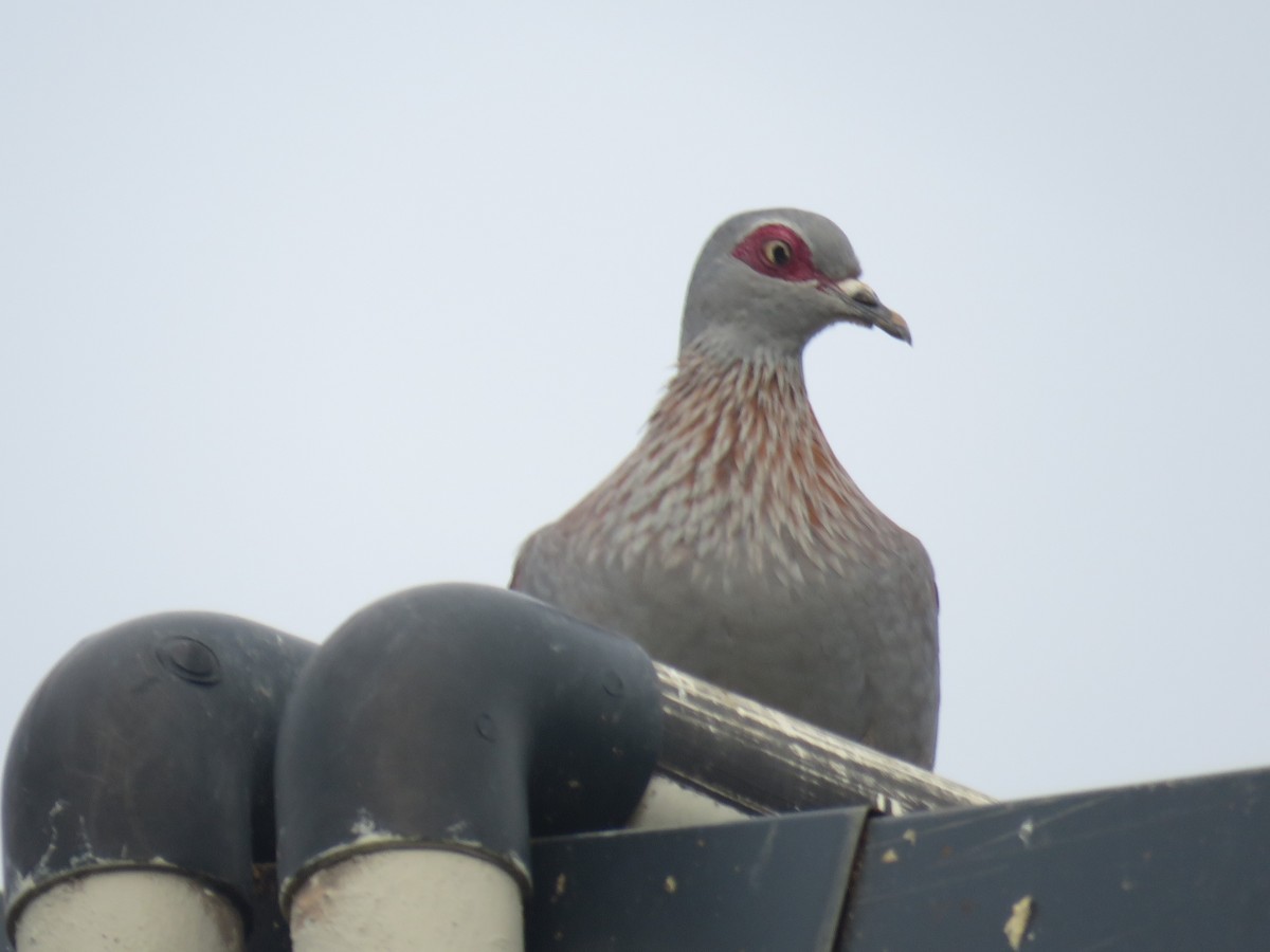 Speckled Pigeon - ML587783781