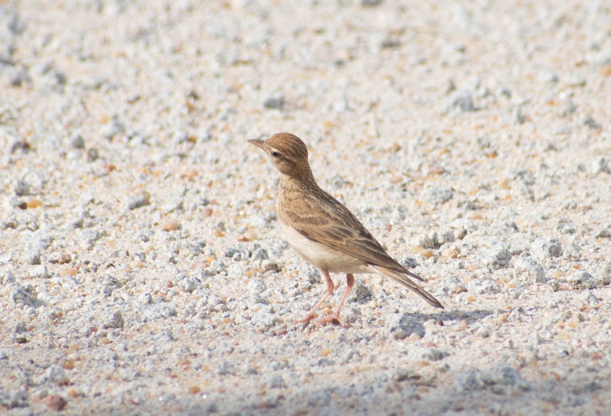 Greater Short-toed Lark - ML587783931