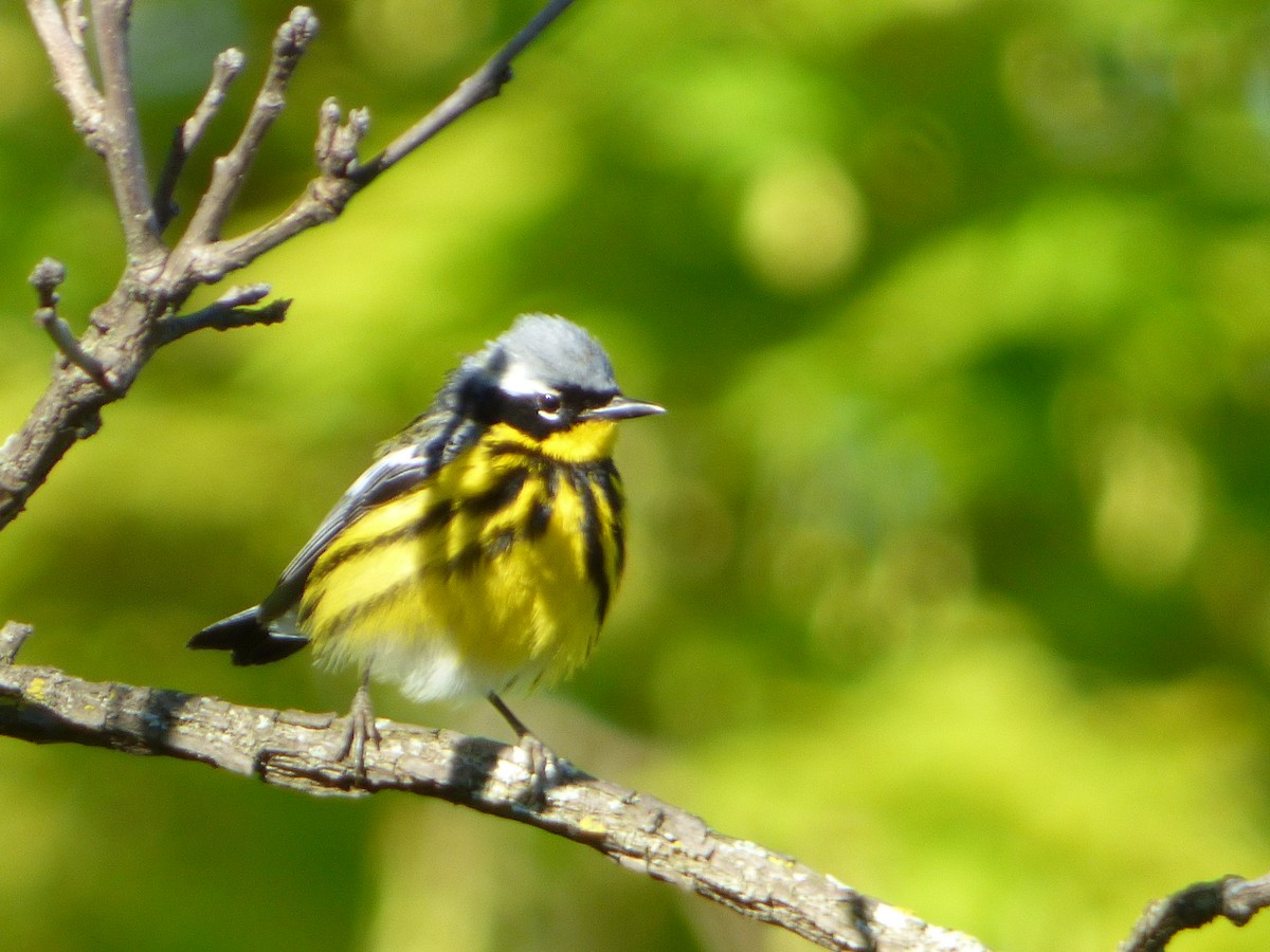 Magnolia Warbler - ML58778431