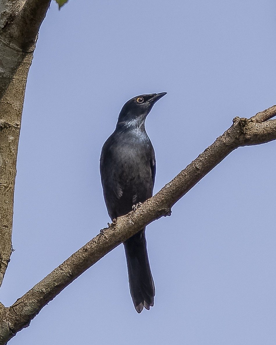 Stuhlmann's Starling - ML587784791