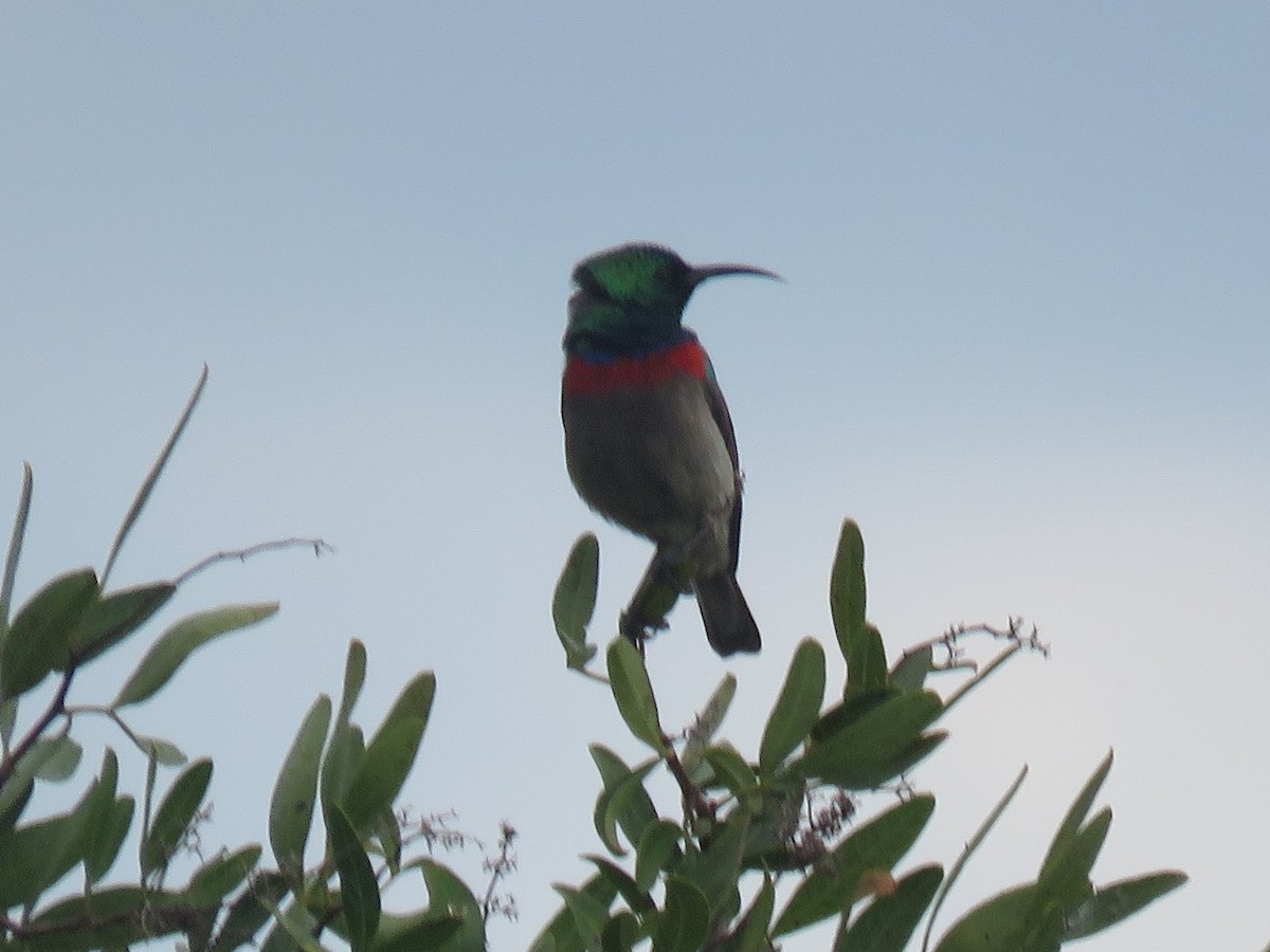 Southern Double-collared Sunbird - ML587784861