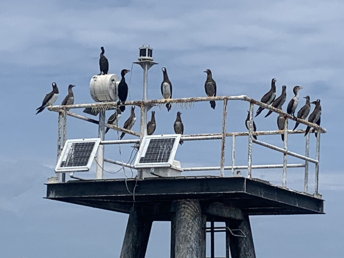 Brown Booby (Atlantic) - Eric Plage