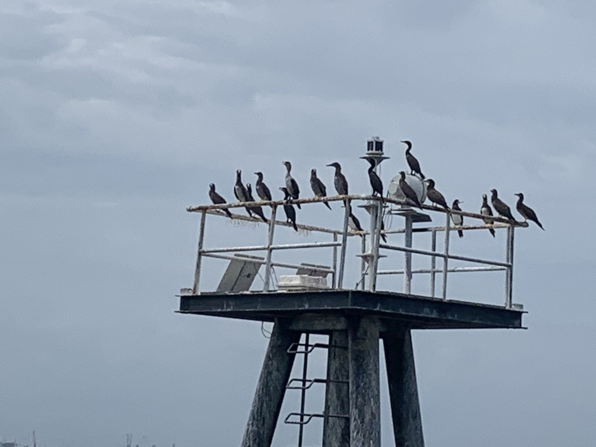 Brown Booby (Atlantic) - Eric Plage