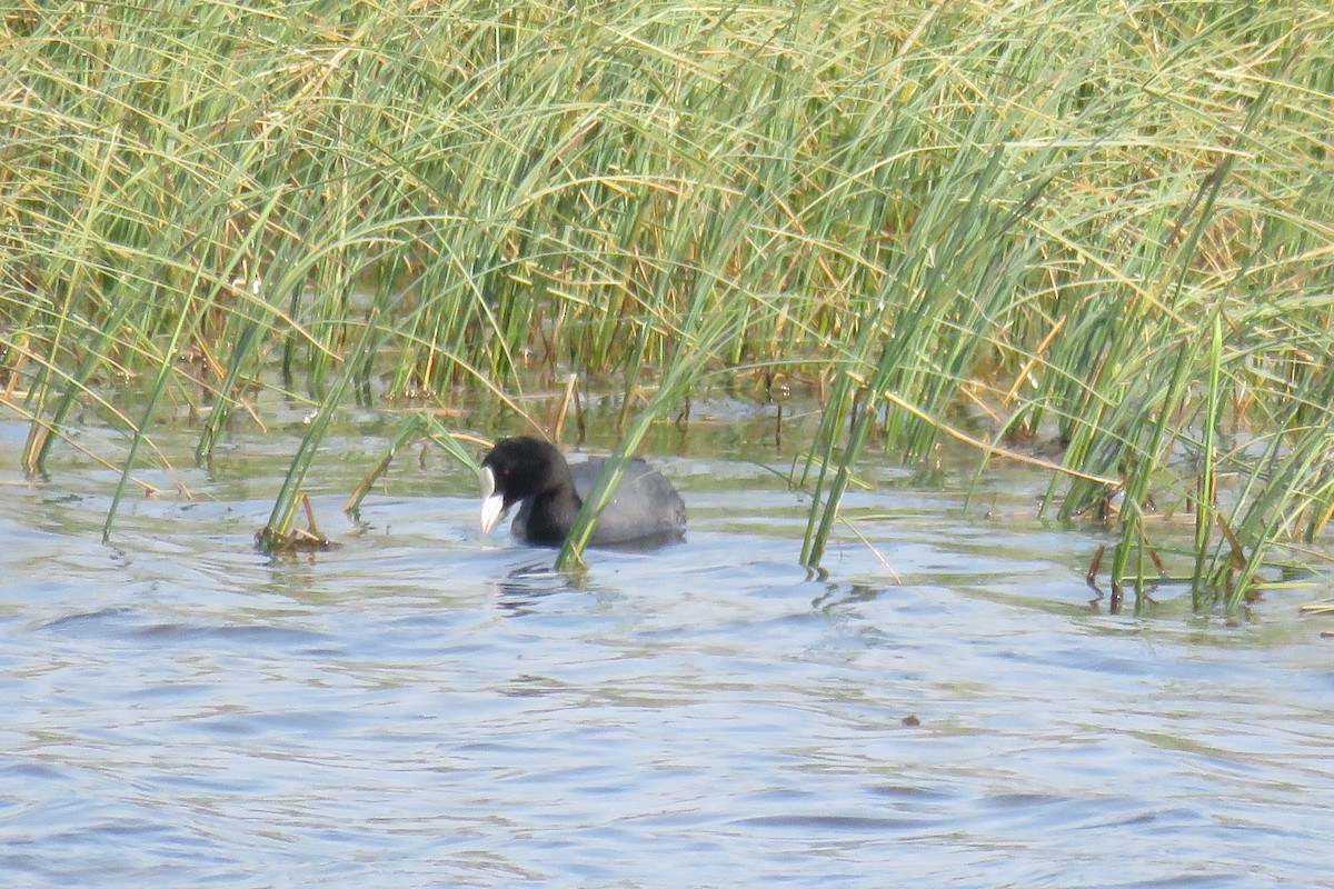 Eurasian Coot - ML587785361