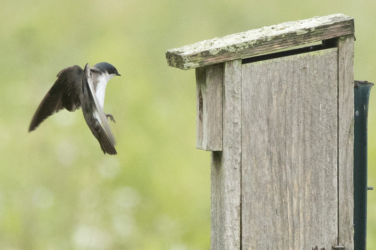 Tree Swallow - ML587785471