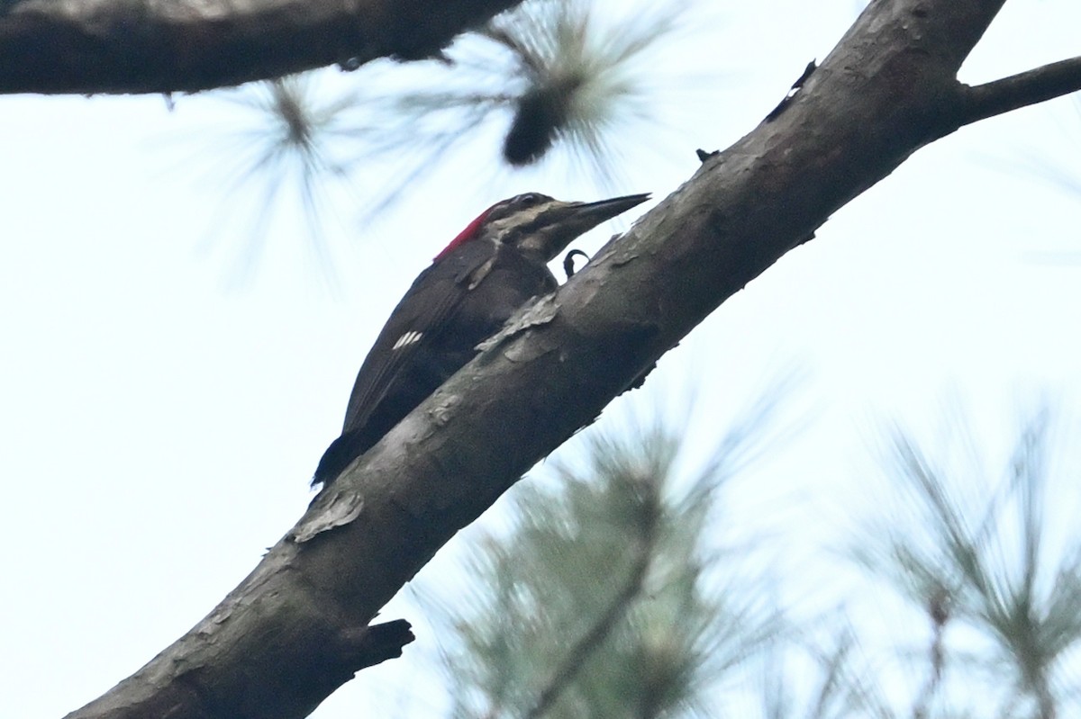 Pileated Woodpecker - Donel Jensen