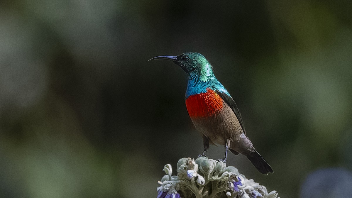 Olive-bellied Sunbird - ML587786571