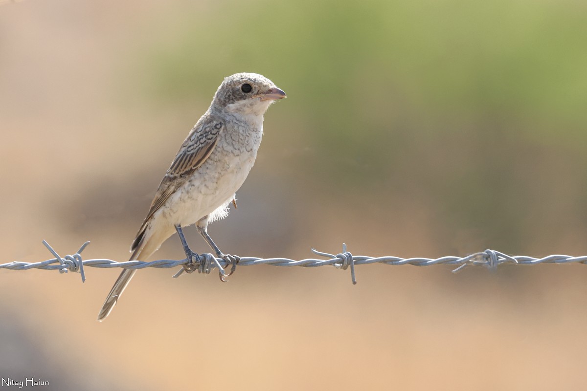 Woodchat Shrike (Caucasian) - ML587787201