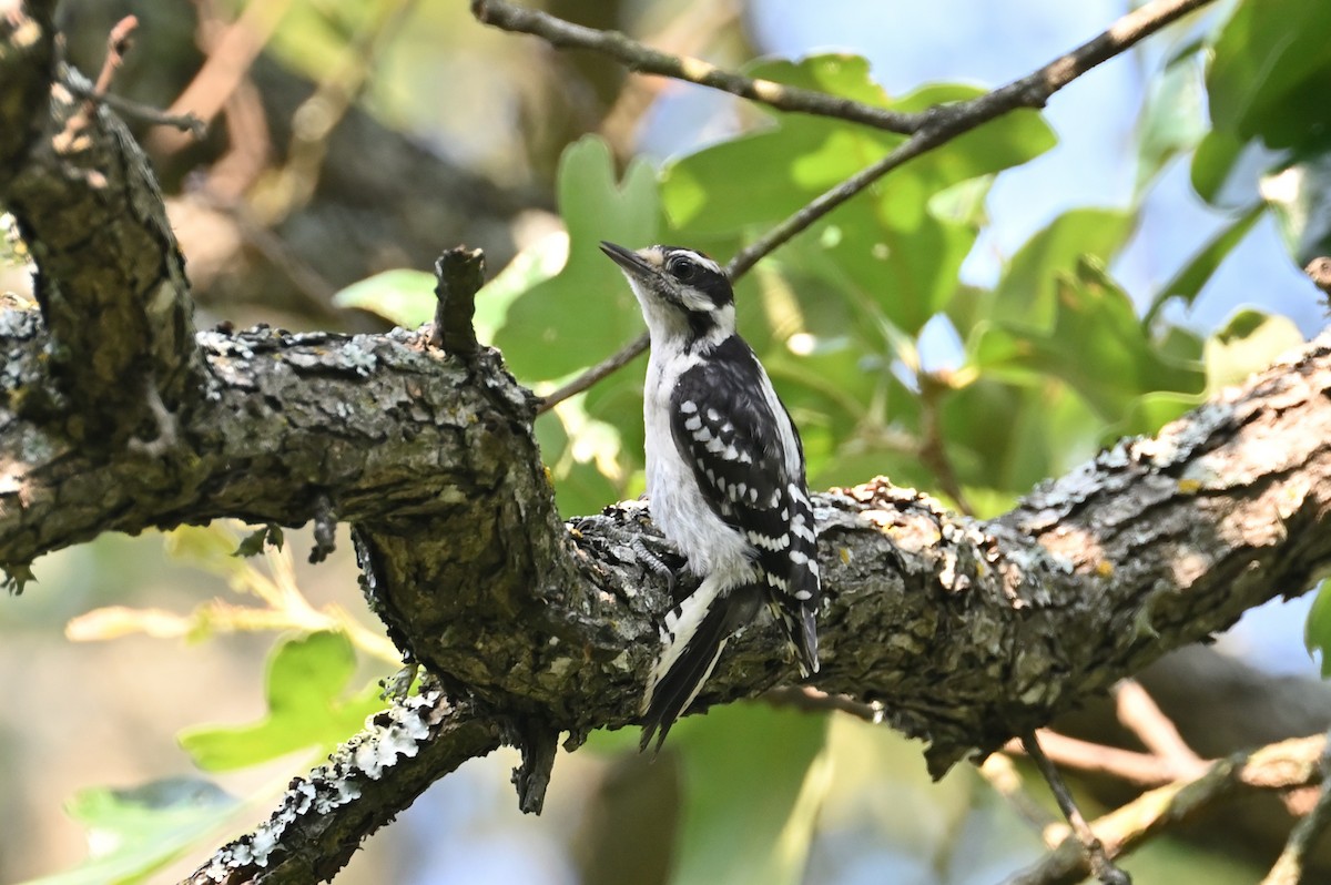 Downy Woodpecker - ML587787211