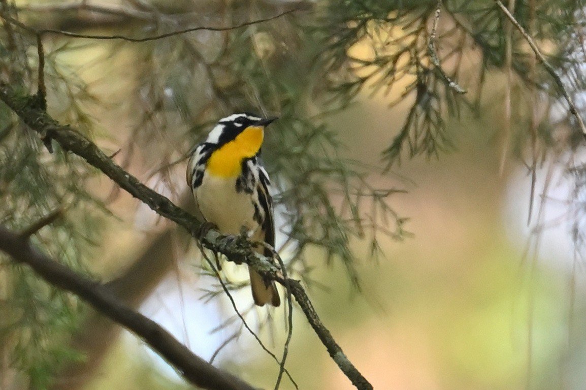 Yellow-throated Warbler - ML587787521