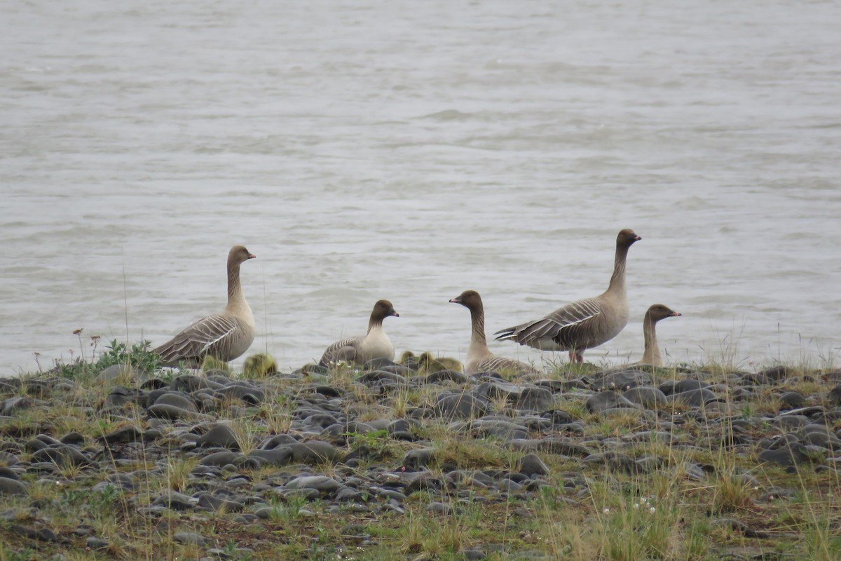Pink-footed Goose - ML587788301