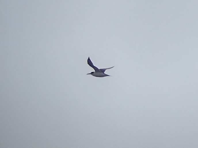 Great Crested Tern - ML587788321