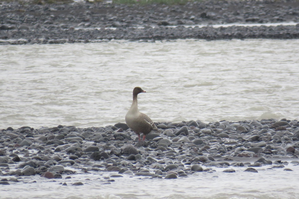 Pink-footed Goose - ML587788391