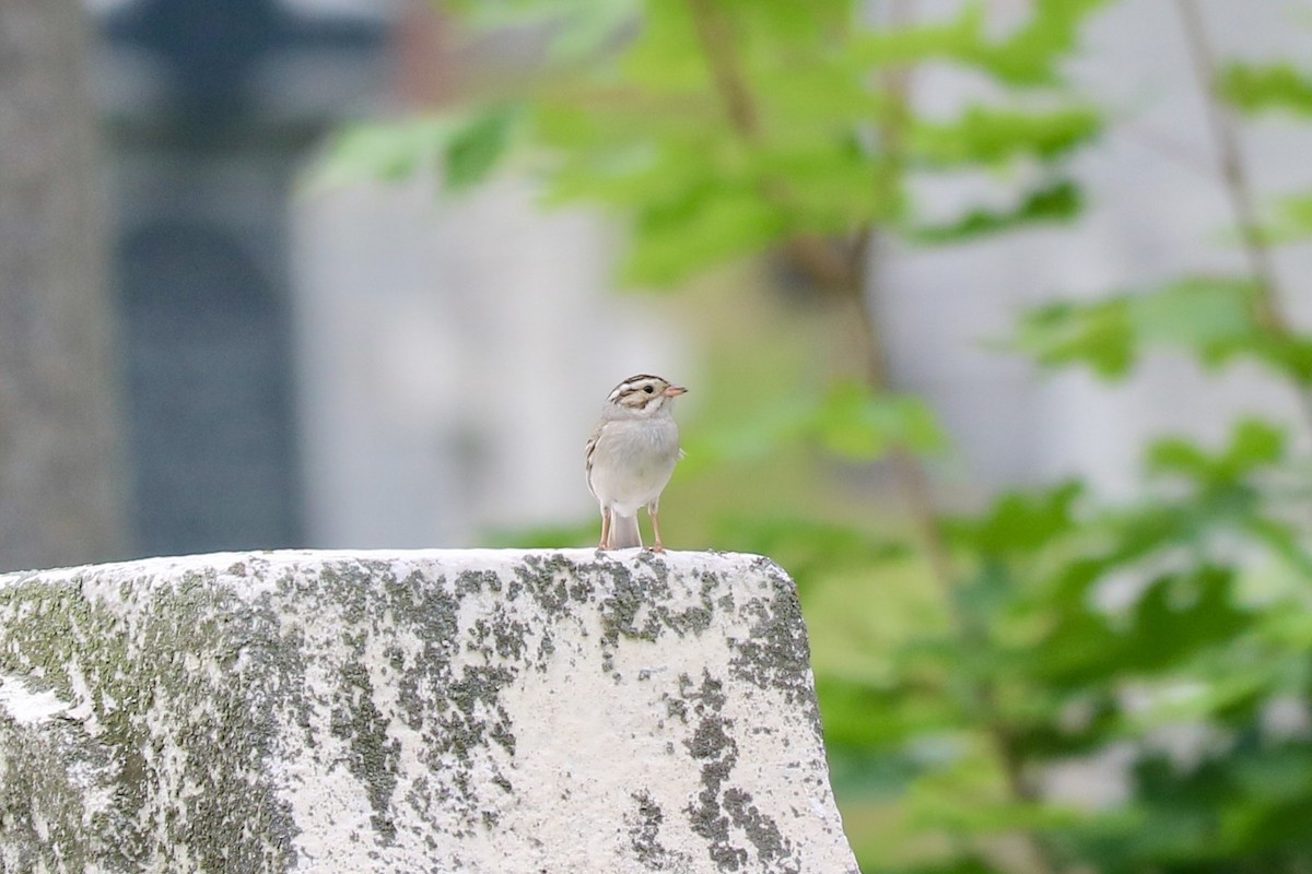 Clay-colored Sparrow - ML587788881