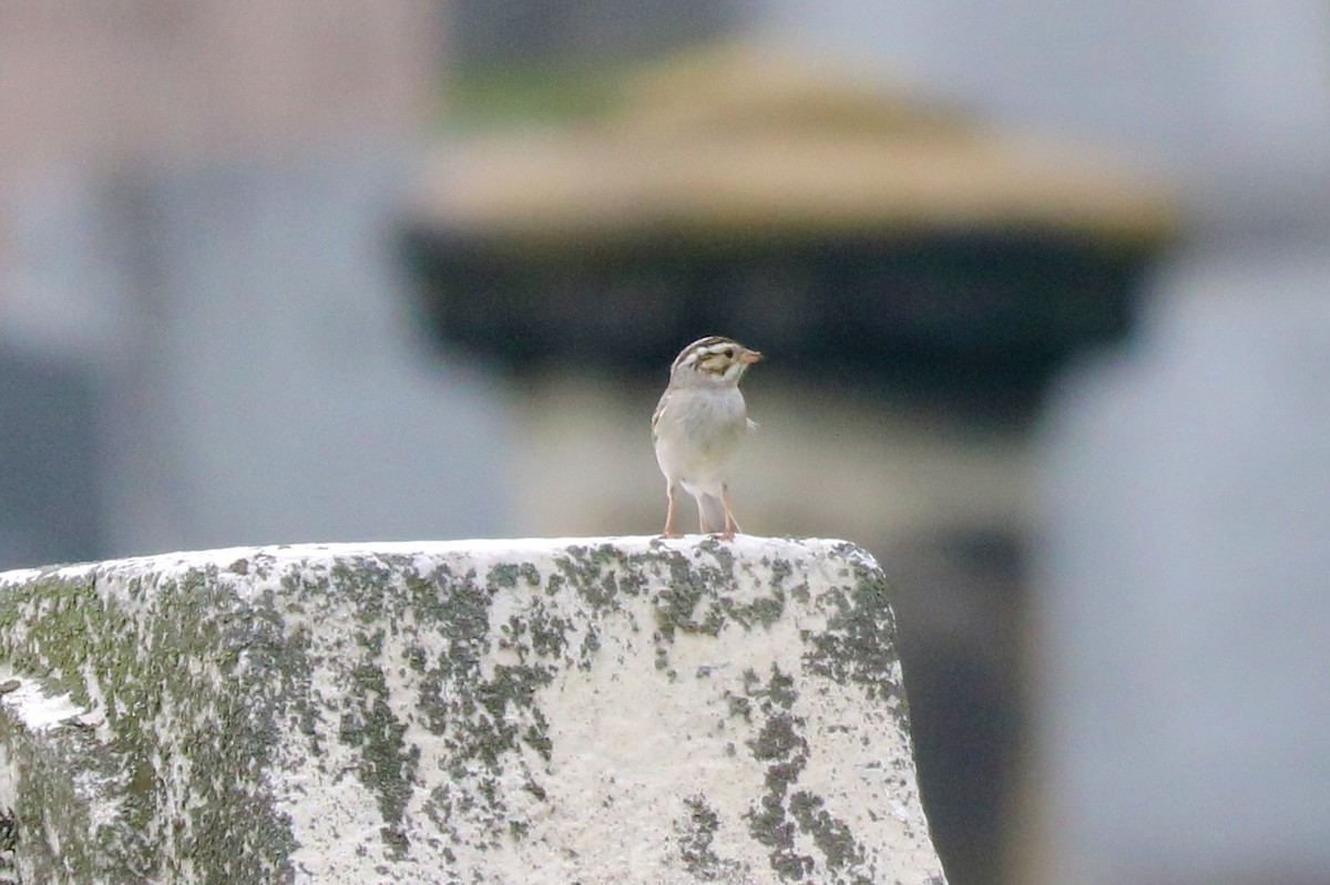 Clay-colored Sparrow - ML587788991