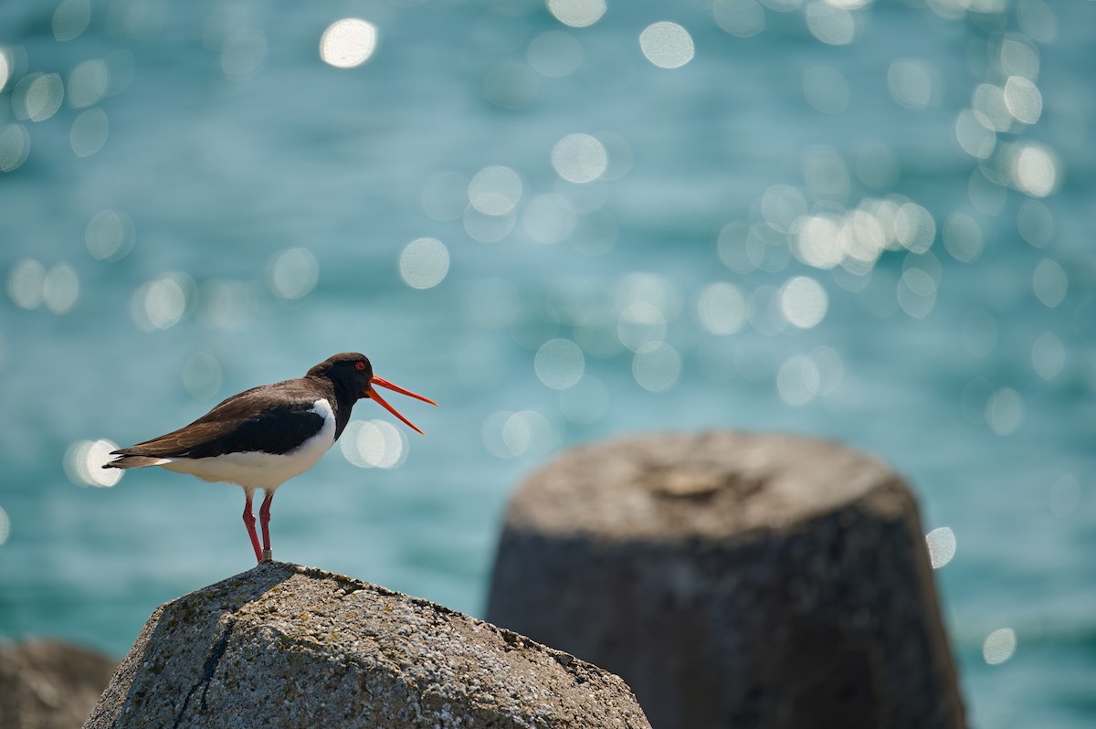 Eurasian Oystercatcher - Jiří Švestka