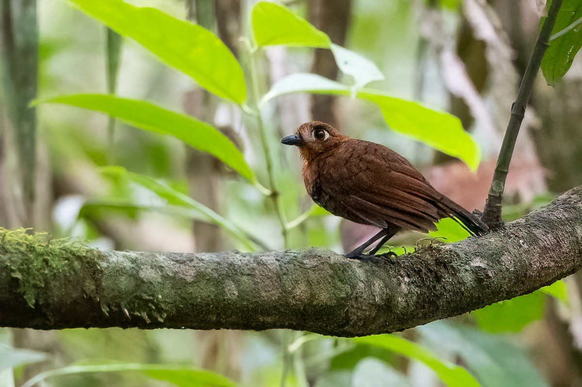 Weißstirn-Ameisenvogel - ML587790281