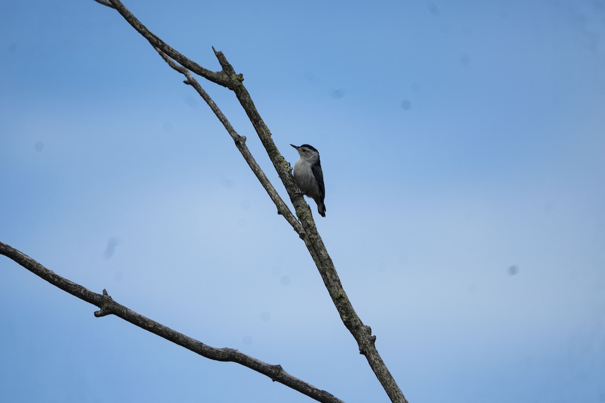 White-breasted Nuthatch - Christy Hyman
