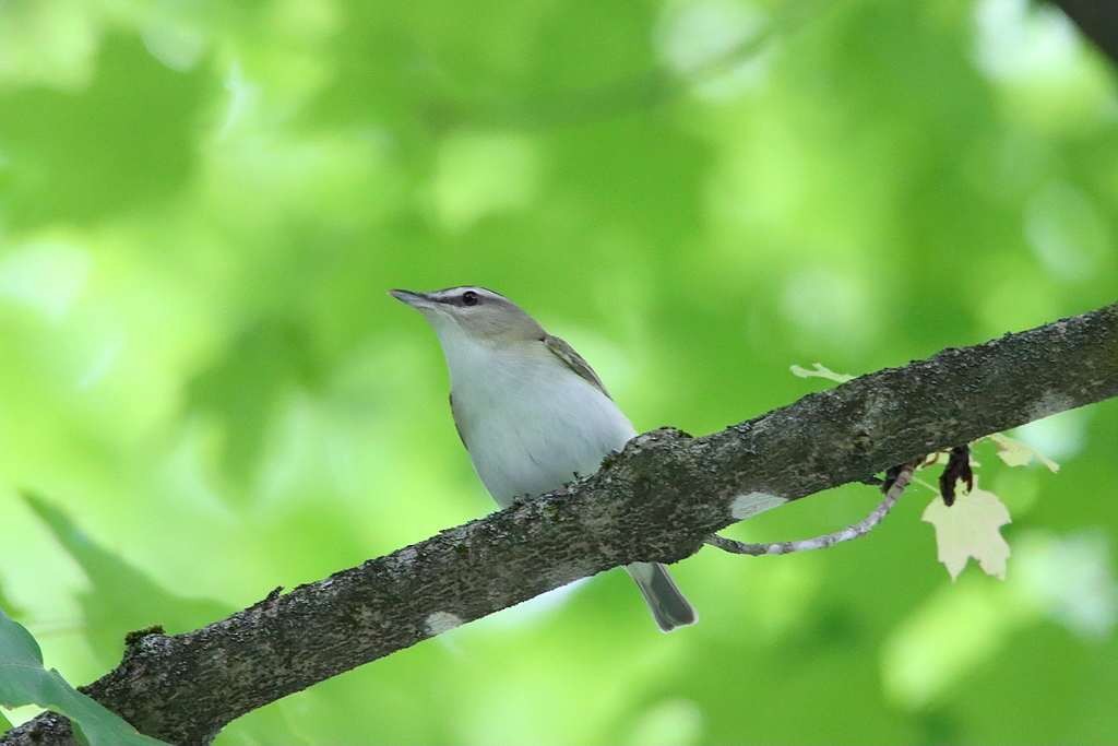 Red-eyed Vireo - ML587791341