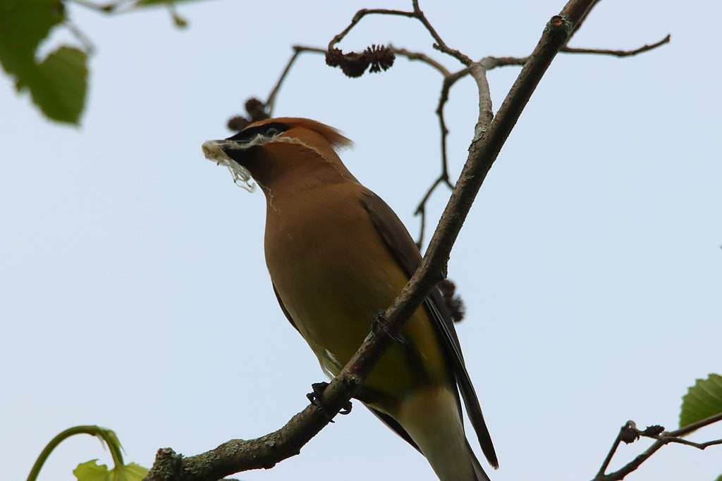 Cedar Waxwing - ML587791691