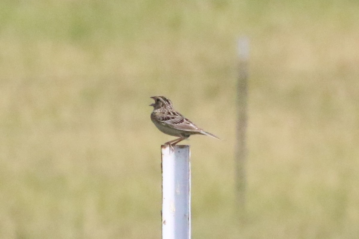 Grasshopper Sparrow - Peter Koper