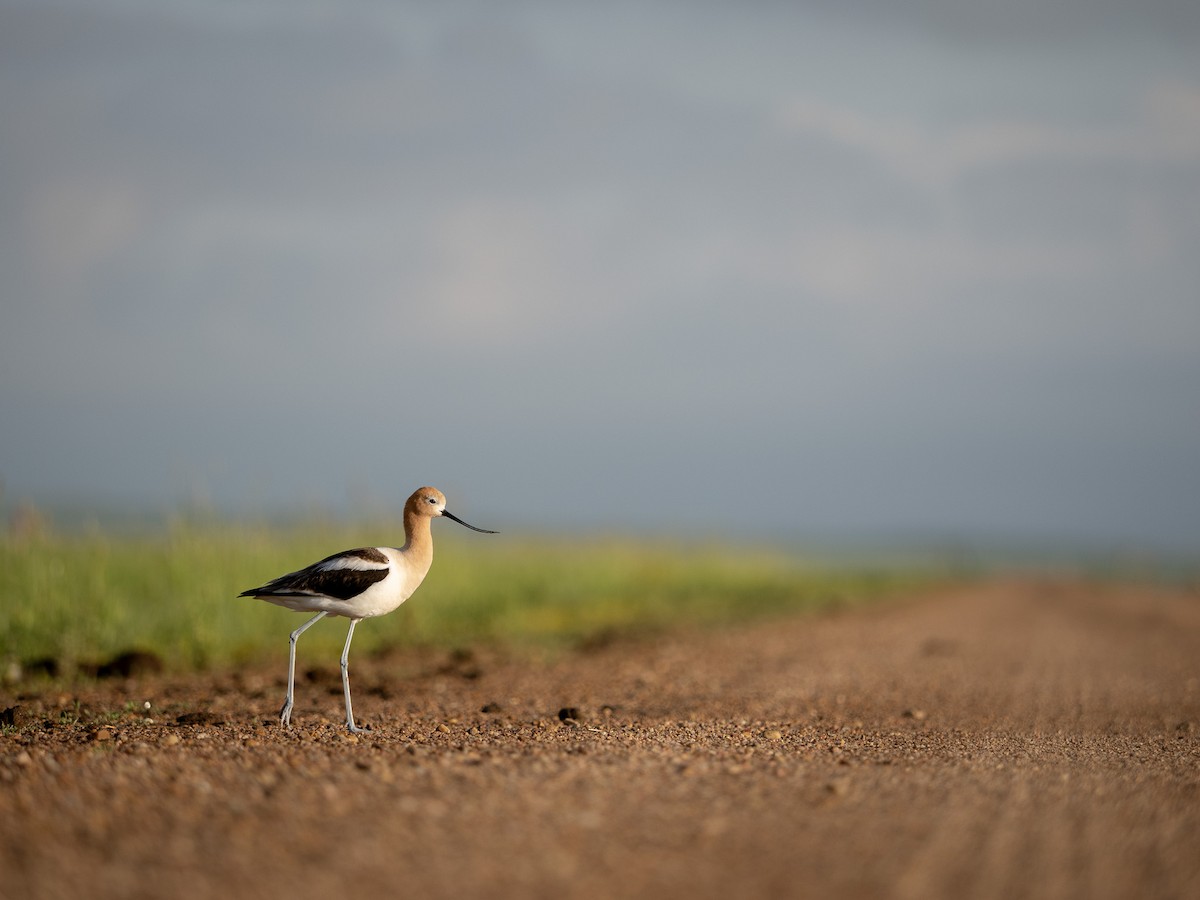 Avoceta Americana - ML587792341