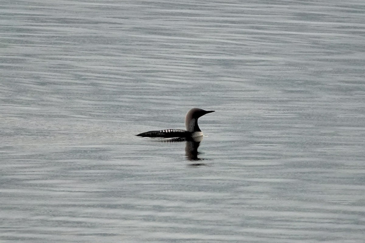 Pacific Loon - ML587792521