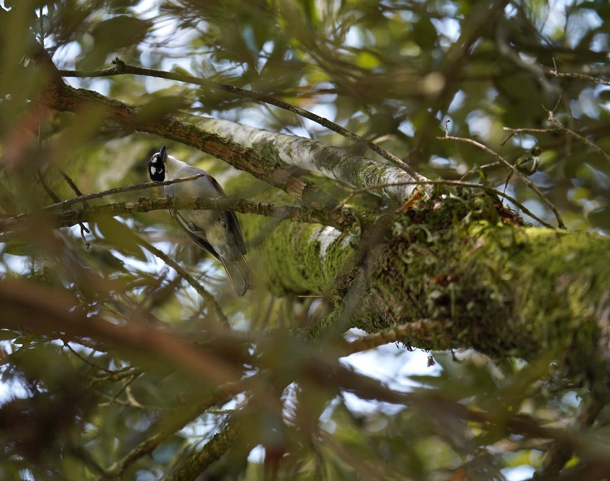 Black-crowned Palm-Tanager - ML587792561
