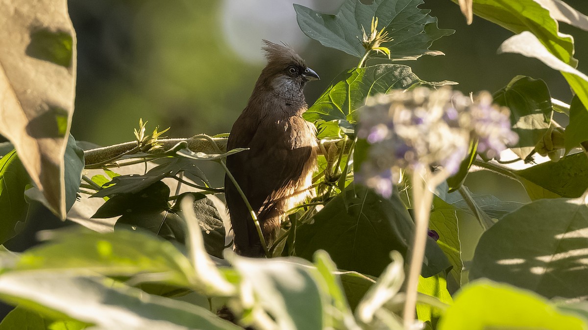 Speckled Mousebird - Gary Leavens