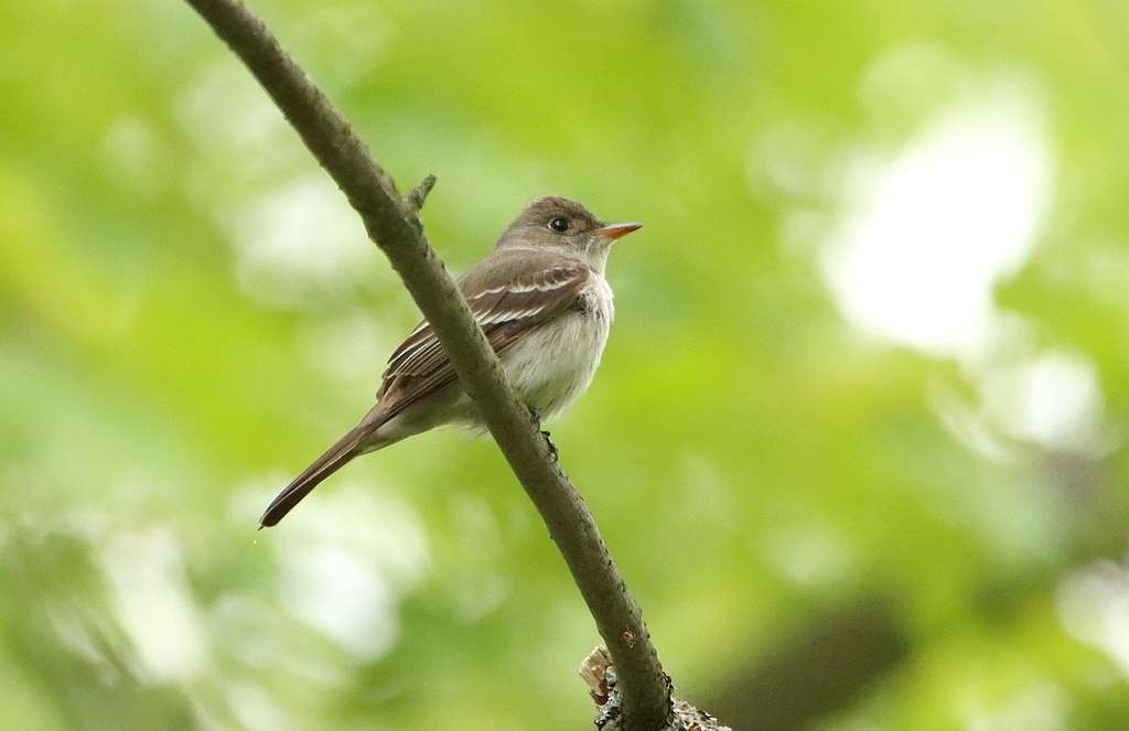 Alder Flycatcher - ML587792611