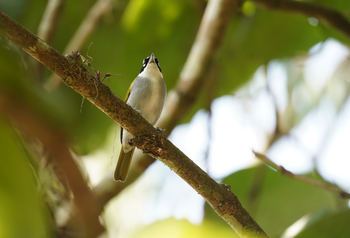 Black-crowned Palm-Tanager - Alcides L. Morales Pérez